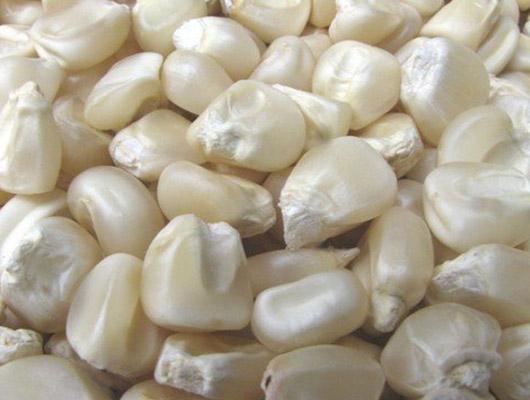 White Maize