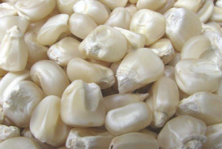 White-Maize