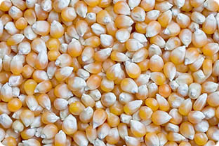 Yellow-Maize