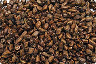 Cassia Tora Seeds